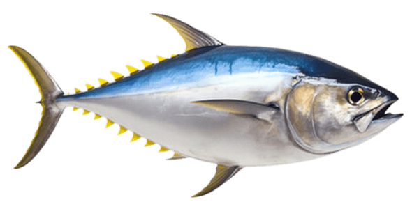 tuna