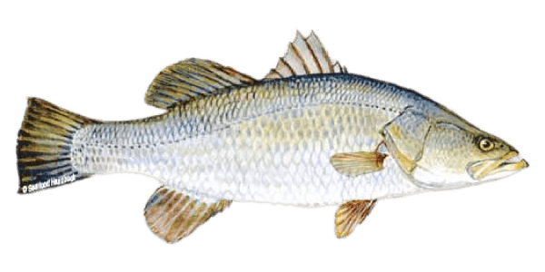 BARRAMUNDI